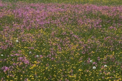 Meadow with blossoming Ragged Robin (Lychnis flos-cuculi) and buttercup (Ranunculus)