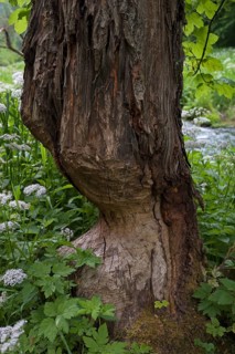 Beaver damage