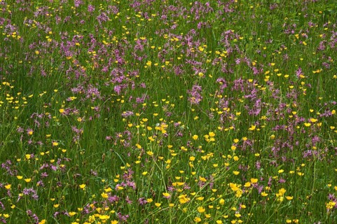 Flowering meadow with Ragged Robins (Lychnis flos-cuculi) and Meadow Buttercups (Ranunculus acris)