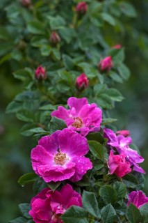 Flowers and buds of a Wild Rose (Rosa sp.)