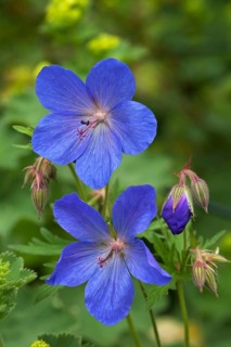 Meadow Cranesbill (Geranium pratense)