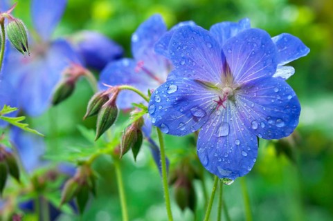 Meadow Cranesbill (Geranium pratense) with drops of water