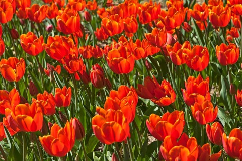 Red Tulips (Tulipa sp.)