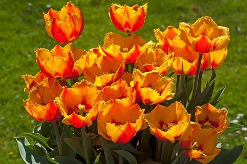 Flowering Crispa Tulips Fringed flair (Tulipa sp.)