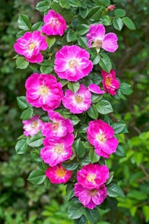 Flowers on a branch of a pink Wild Rose (Rosa sp.)