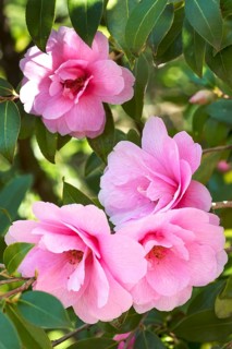 Pink Camellia blossoms (Camellia japonica)