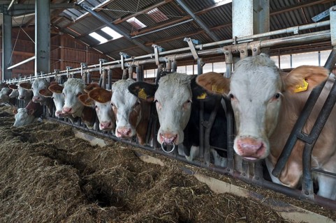 Young cattle at the feed fence in an exercise pen
