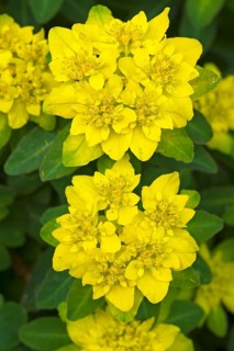 Cushion Spurge (Euphorbia epithymoides)