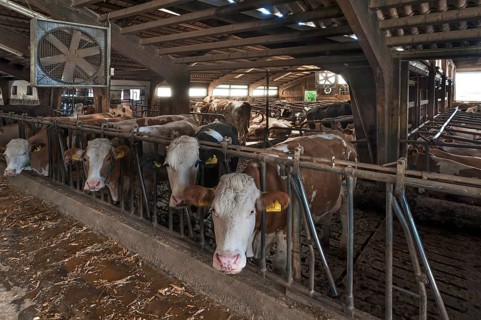 Cows at the feed fence in an exercise pen