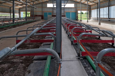 Cubicles in a modern cattle barn