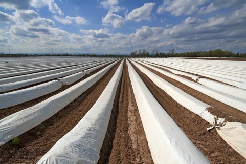 Asparagus fields covered with white foil