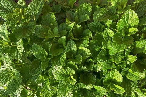 Leaves of lemon balm (Melissa officinalis)