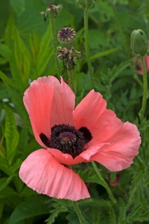 Oriental poppy (Papaver orientale) flower and seed head