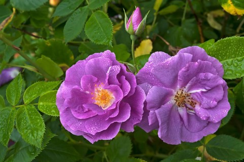 Rose (Rosa sp.) flowers and bud with water droplets