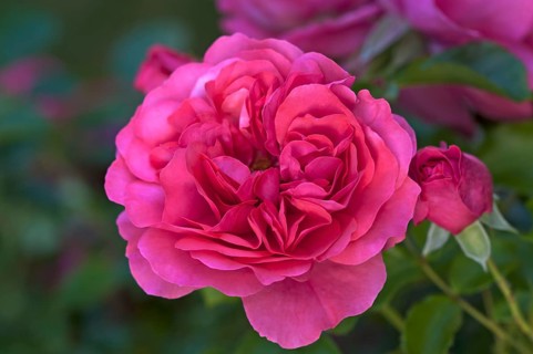 Flowering Karina roses (Rosa sp.)