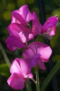 Sweet Pea (Lathyrus odoratus)