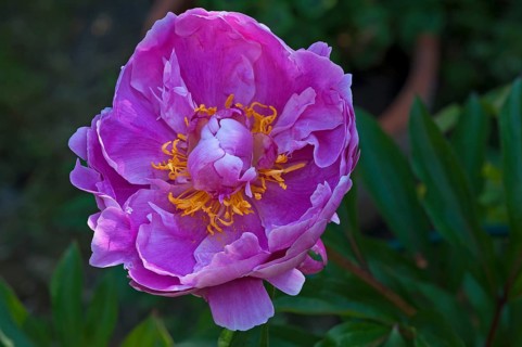 Peony flower (Paeonia sp.)