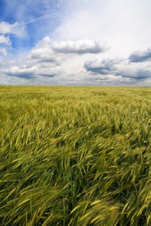 Waving Barley field (Hordeum) with cloudy sky