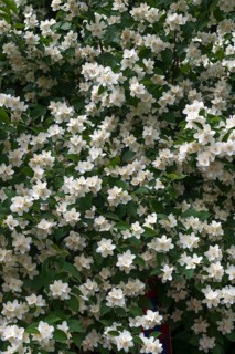 Blossoming Sweet Mock-orange