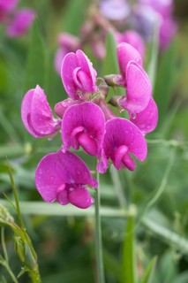 Sweet pea (Lathyrus odoratus) with raindrops