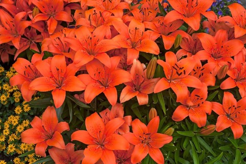Orange Tiger Lilies (Lilium lancifolium)