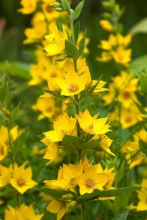 Garden Loosestrife (Lysimachia vulgaris)