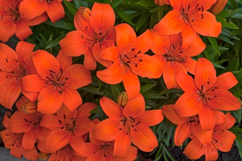Orange Tiger Lilies (Lilium lancifolium)