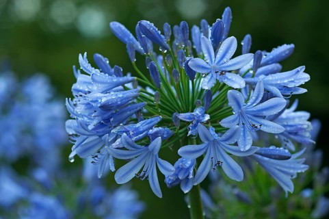 Agapanthus flower (agapanthus) with raindrops