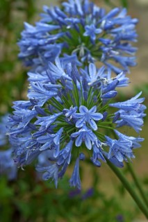 Agapanthus flowers (Agapanthus sp.) with raindrops
