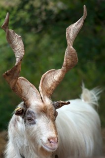 Girgentana goat (Capra)