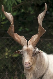 Girgentana goat (Capra)