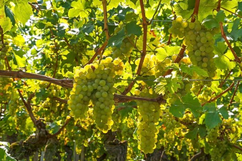 White grapes on vine