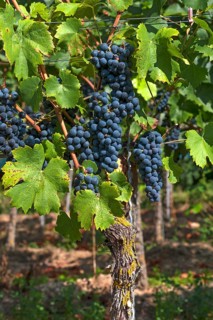 Blue grapes on vine