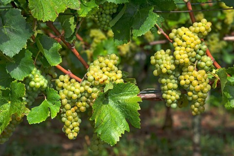 White grapes on vine