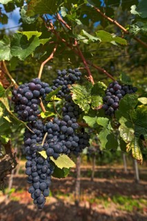 Ripe blue grapes on vines