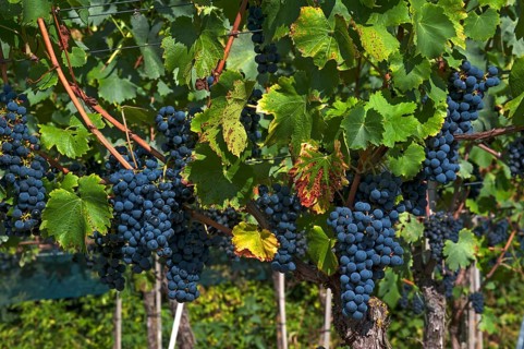Blue grapes on vine