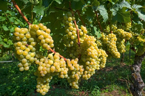 White grapes on vines