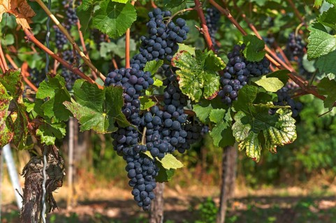 Ripe blue grapes on vines