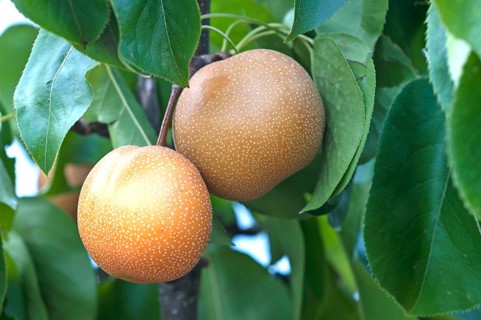 Asian pear (Pyrus pyrifolia)
