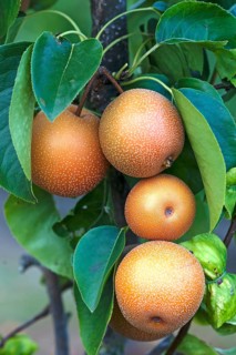 Asian pear (Pyrus pyrifolia)