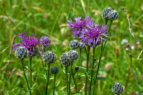 Greater knapweed (Centaurea scabiosa)