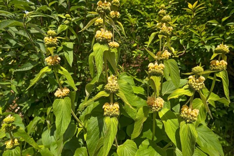 Turkish sage (Phlomis russeliana)