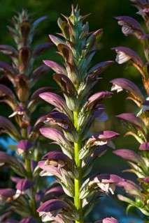 Hungarian Bear's-breeches (Acanthus hungaricus)