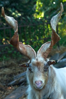 Girgentana goat (Capra)
