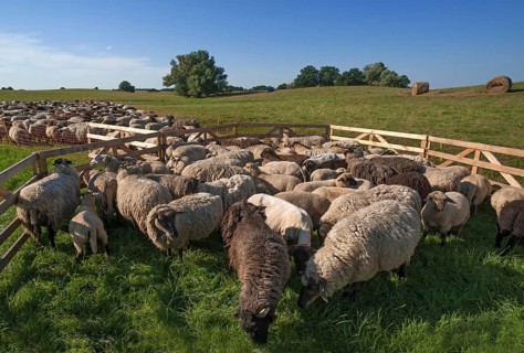 Sheep crammed together