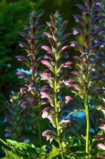 Hungarian Bear's-breeches (Acanthus hungaricus)