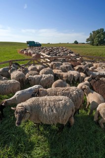 Sheep crammed together