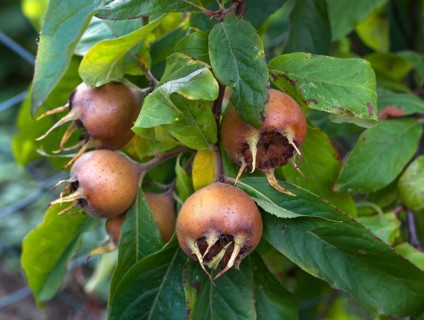 Common medlar with fruits (Mespilus germanica)