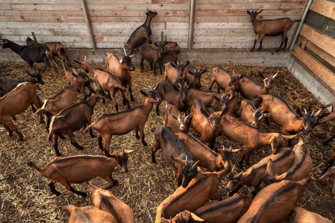 Young goats in a stable