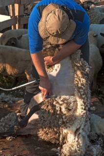 Shearer shearing sheep